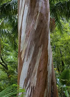Botanical Garden Portugal Imprime: Blue Eucalyptus, also Common Eucalyptus