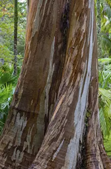 Europe Nature Scenes Imprime: Blue Eucalyptus, also Common Eucalyptus