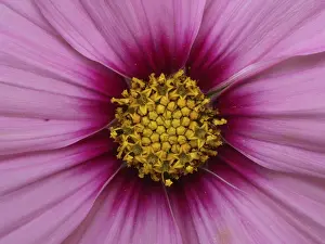 Empty Landscape With Flowers Imprime: Blute einer Aster
Blte einer Aster
