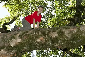 Child Looking At Camera Imprime: Boy climbing a deciduous tree
