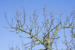 Deciduous Tree Germany Imprime: Branches of an apple tree, blue sky