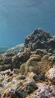 Shallow Water Marine Animals Imprime: Breathtaking view