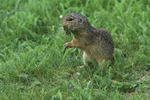 Austria Countryside Scenery Imprime: Brick, Sciuridae, looking at grass in his tree