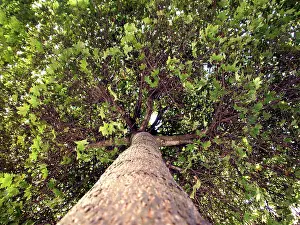 Tree Trunk Details Imprime: Broad-leafed tree