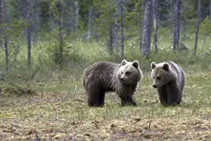 Natural Environments Photos Imprime: Brown bear