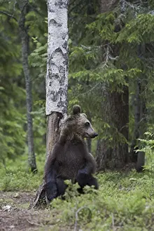 Predator Wildlife Imprime: Brown bear