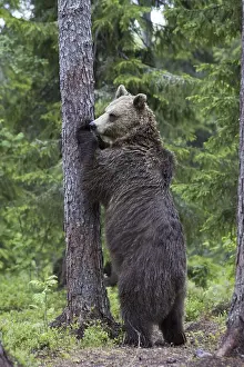 Predator Wildlife Imprime: Brown bear