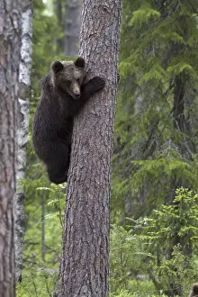 Predator Wildlife Imprime: Brown bear