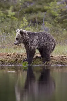 Predator Wildlife Imprime: Brown bear