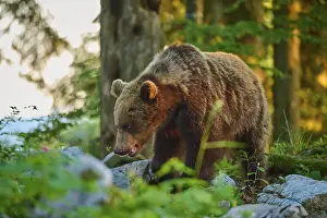 Impresiones de Un oso pardo en el bosque bajo la luz del sol, parado sobre tierra pedregosa, oso pardo europeo (Ursus arctos), Eslovenia Imágenes Relacionadas Imprime: Un oso pardo en el bosque a la luz del sol.