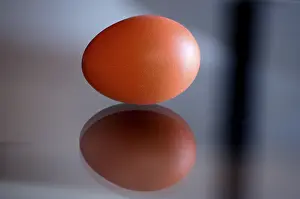 Organic Farm Products Imprime: Brown egg and reflection