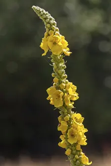 Lamiales Order Flowers Imprime: Brownroot, large-flowered mullein