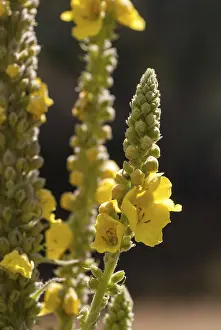 Lamiales Order Plants Imprime: Brownroot, large-flowered mullein