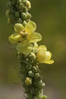 Lamiales Order Plants Imprime: Brownroot, large-flowered mullein