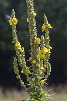 Lamiales Order Plants Imprime: Brownroot, large-flowered mullein