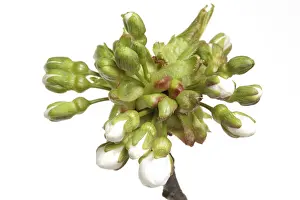 Stone Fruit Nutrition Imprime: Budding of the cherry