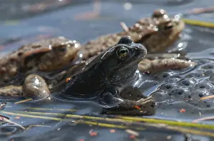 Natural Environment Imprime: Bufo bufo, common frog, common toad