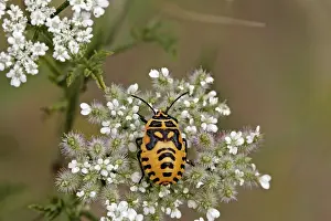 Flower Visiting Insects Imprime: Bug larvae