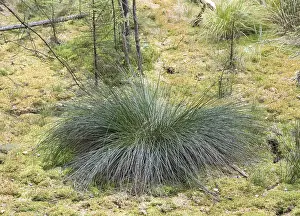 Uninhabited Places Imprime: Bulrush (Juncus effusus)