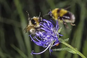Wildlife Photography Nature Scene Imprime: Bumblebee on devil's claw (Phyteuma)
Bumblebee on devil's claw (Phyteuma)