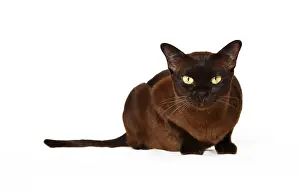Impresiones de Gato birmano Birmano Imprime: Gato birmano.