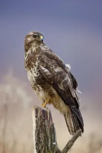 Wild Animal Winter Imprime: Buzzard