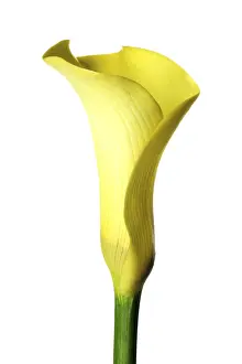 Yellow Blossom Imprime: Calla