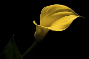 Indoor Flowering Plant Imprime: Calla