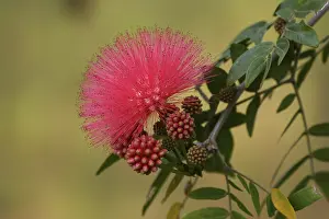 Rose Blossom Flower Imprime: Calliandra