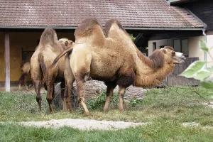 Sahara Desert Animals Imprime: Camel