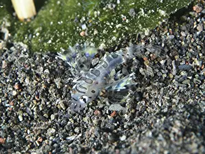 Imágenes fechadas el 6 de agosto de 2024: Camouflaged zebra dwarf firefish print