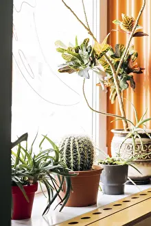 Mexican Interior Design Imprime: A captivating Mexican interior scene featuring an array of cacti