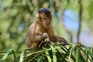 Capuchin Monkey Imprime: A capuchin monkey sitting on a leaf