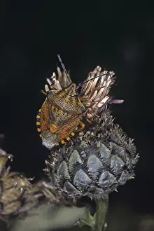 Tree Bug Damage Imprime: Carpocoris fuscispinus, tree bug