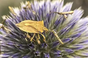 German Wildlife Fauna Imprime: Carpocoris fuscispinus, tree bug