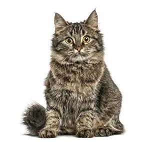 Feliformia Animal Image Imprime: Cat sitting and looking at the camera