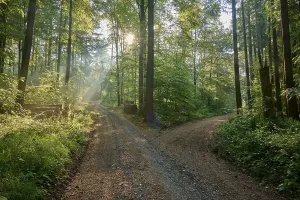 Bavaria Forest Path Imprime: Fork, forest path, deciduous forest