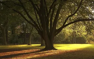 Deciduous Tree Bench Imprime: Sunlight