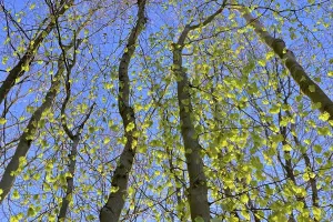 Deciduous Forest Spring Imprime: Tree trunks, deciduous forest in spring