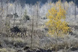 Hoar Frost On Deciduous Trees Imprime: Windthrow area with typical vegetation