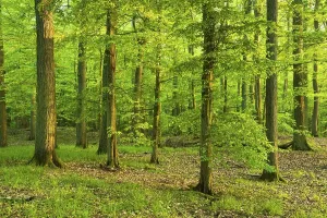 Ecological Conservation Germany Imprime: Mixed deciduous forest, Grumsiner Forst
