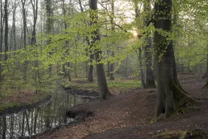 European Beech Tree Forests Imprime: Stream and beech forest in spring