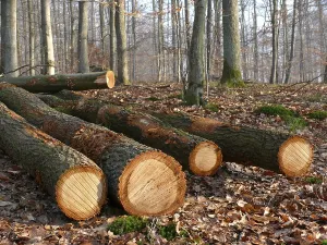 Tree Trunk Cross Section Imprime: Fallen tree trunks in the forest