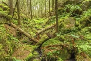 Deserted Woods Photography Imprime: Falling trees in a ravine in an old forest