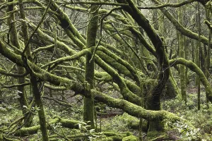 Cloud Forest Imprime: Moss-covered trees in a cloud forest