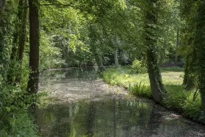 Uninhabited Woods Germany Imprime: Spring