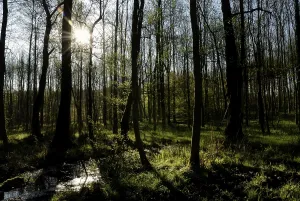 Spring Morning Scene Imprime: Spring in an alder forest