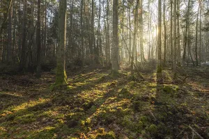 Sunbeams Through Trees Imprime: Sunbeams through the trees in a mountain forest in winter