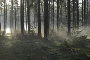 Tree Silhouette Imprime: Sunlight and shadows in a forest