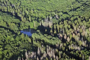 Spruce Tree Landscape Photo Imprime: Thuringia
